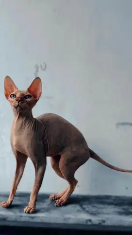 Indukan sphynx betina proven warna tortie