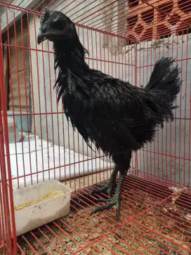 Babon Cemani Lidah Hitam usia 6bln