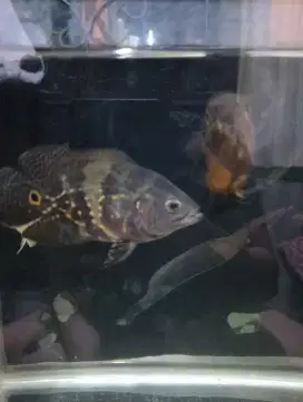 ikan Oscar angkut semua