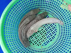 Jual ikan lele perkilo