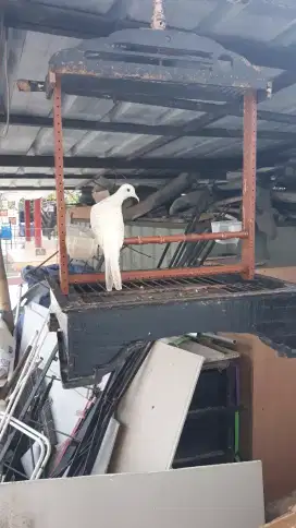 Perkutut putih jinak rajin