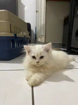 Dijual kucing persia