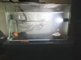 Jual aquarium ukuran 50x40x40cm kondisi tidak bocor minus pemakaian