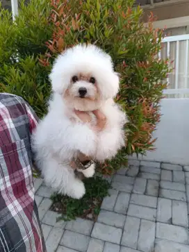 Korean Face Teacup Bichon Frise Betina Cucu Import Korea