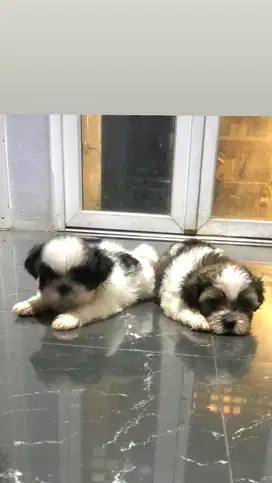 anjing puppy shihtzu jantan size mini