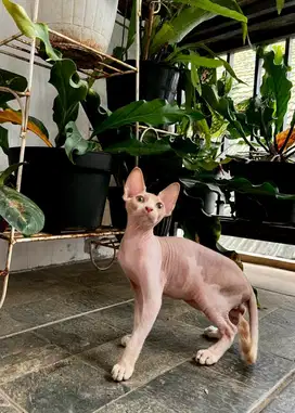 Sphynx jantan bicolor