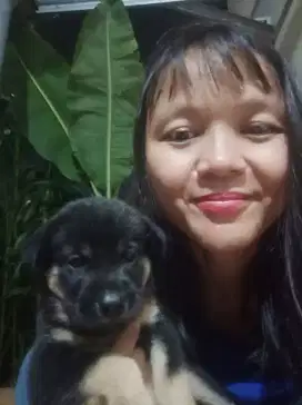 Anak anjing 200Rb/ekor