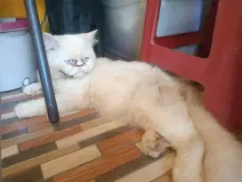 Open adob 2 kucing persia + kandang