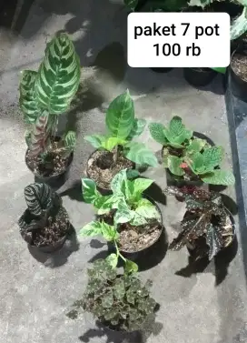 Jual tanaman hias bandung