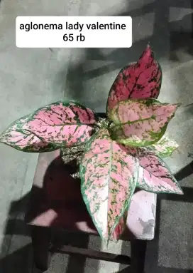 Jual tanaman hias bandung