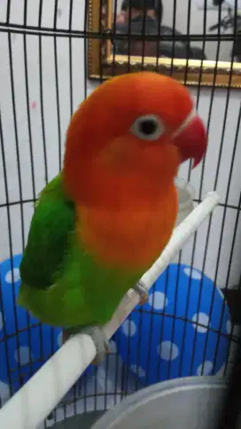 Biola big pulset*