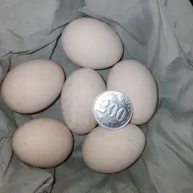 Telur telor ayam kate