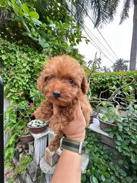 tea cup tiny poodle puppy