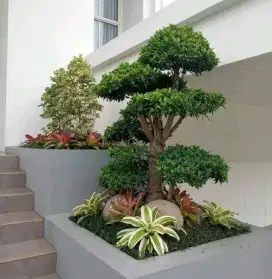 Tukang taman murah