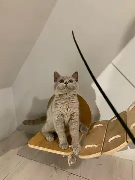 British short hair bsh pure lilac