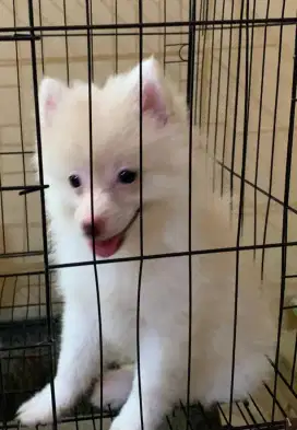 Anak anjing pom / pomeranian betina