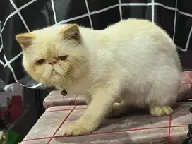 Exotic short hair red point Jantan