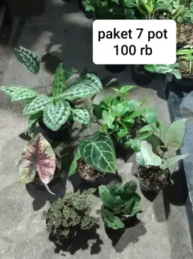 Jual tanaman hias bandung