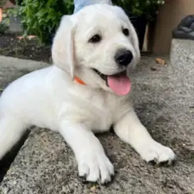 JUAL PUPY ANJING LABRADOR RETRIEVER