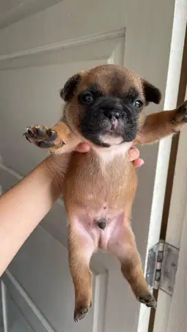 Puppy French Bulldog | Frenchie
