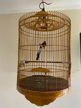 Burung murai ekor panjang