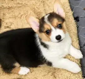 JUAL PUPY ANJING WELSH CORGI
