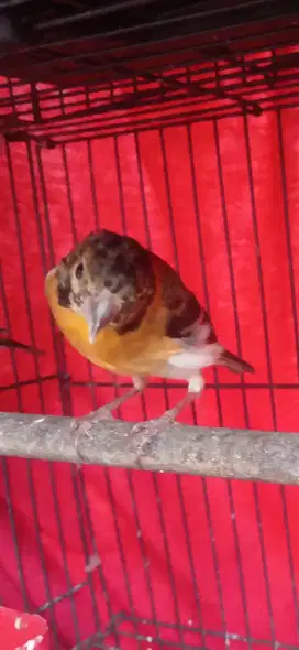 Burung Red Siskin Klasik