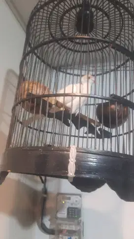 Jual burung puter albino gacor