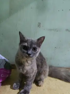 Kucing Munchkin BSH