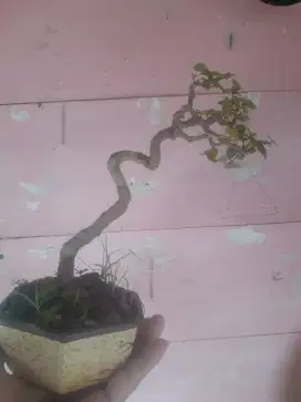 Tanaman hidup bonsai