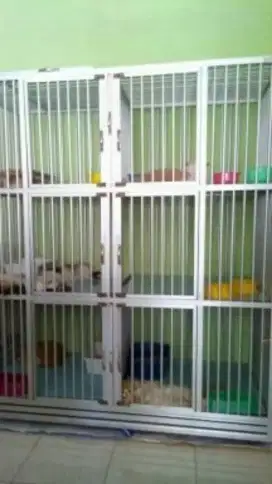 Penitipan Khusus Kucing
