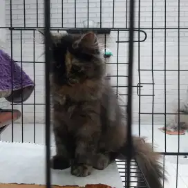 KUCING PERSIA/KUCING ANGGORA