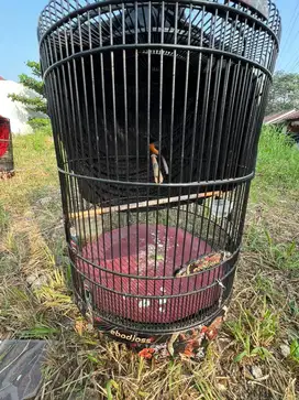Burung murai batu