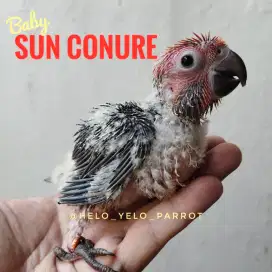 Baby Sun Conure / Sunconure