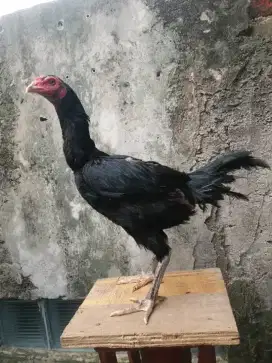AYAM BANGKOK BETINA