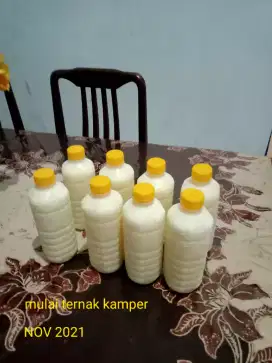 Susu kambing etawa murni