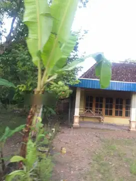 Lahan Perkebunan di Purwosari Bojonegoro Jawa Timur