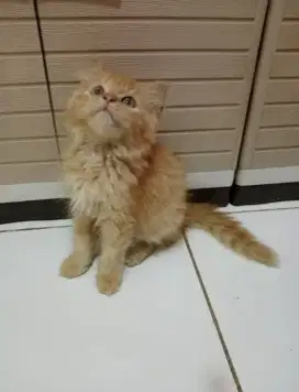 Persia orange b kitten
