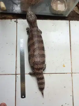 Kadal Panana Dewasa