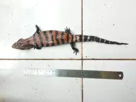 Kadal Panana Halmahera