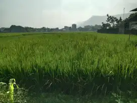 TANAH SAWAH MANGKU ASPAL KAMPUNG UTARA JL WONOSARI PIYUNGAN