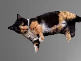 Jual Kucing Munchkin