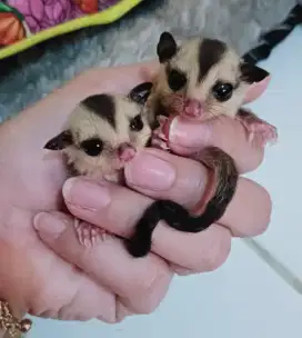 Sugar Glider White Face Joey Betina & Jantan