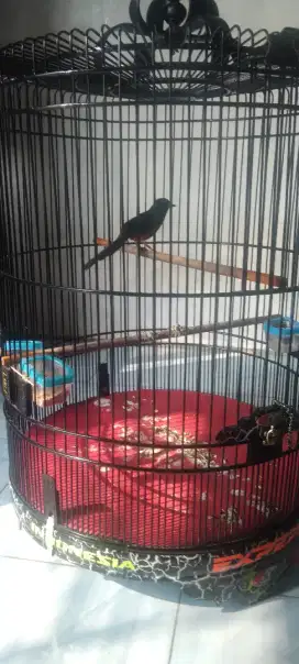 Di jual murai kondisi ok