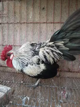 Ayam kate jengger mawar
