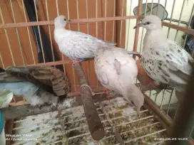 Tekukur warna leopart silver