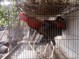 Ayam kampung jantan