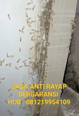 JASA  ANTI RAYAP