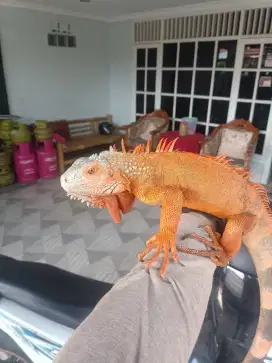 Iguana red jantan
