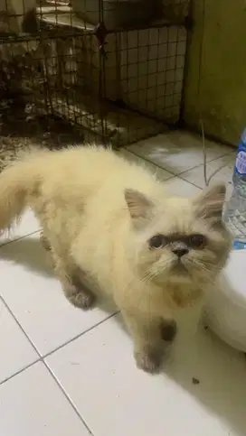 Kucing persia jantan umur 6 bulan